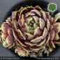 Preview: Sempervivum 'Blue Mouse Ears'