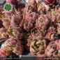 Preview: Sempervivum 'Brunhilde'
