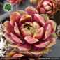 Preview: Sempervivum 'Carnival Queen'