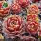 Preview: Sempervivum 'Carnival Queen'