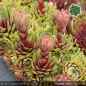 Preview: Sempervivum 'Carnival Queen'