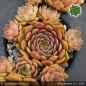 Preview: Sempervivum 'Cheburashka'