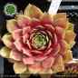 Preview: Sempervivum 'China Doll'