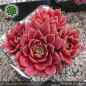 Preview: Sempervivum 'China Doll'