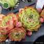 Preview: Sempervivum 'Ciri'
