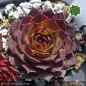 Preview: Sempervivum 'Ciri'