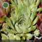Preview: Sempervivum 'Classic Rock'