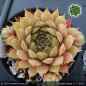 Preview: Sempervivum 'Classic Rock'