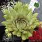 Preview: Sempervivum 'Classic Rock'
