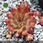 Preview: Sempervivum 'Coco de Mer'