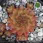 Preview: Sempervivum 'Coco de Mer'