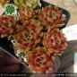 Preview: Sempervivum 'Coco de Mer'
