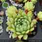 Preview: Sempervivum 'Cool Breeze'