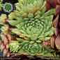 Preview: Sempervivum 'Cool Breeze'