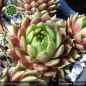 Preview: Sempervivum 'Cool Breeze'