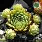Preview: Sempervivum 'Cool Breeze'