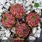 Preview: Sempervivum 'Cool Breeze'