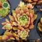 Preview: Sempervivum 'Cyropatan'