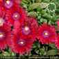 Preview: Delosperma 'Kirschkönigin'
