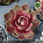 Preview: Sempervivum 'Desert Rosy'