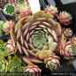 Preview: Sempervivum 'Desert Rosy'