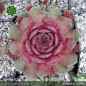 Preview: Sempervivum 'Dickkopf'