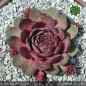 Preview: Sempervivum 'Dickkopf'