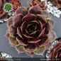 Preview: Sempervivum 'Donnerwetter'