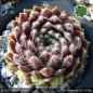 Preview: Sempervivum 'Eisblume'