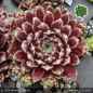 Preview: Sempervivum 'Eisblume'