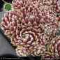 Preview: Sempervivum 'Eisblume'
