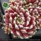 Preview: Sempervivum 'Eisblume'