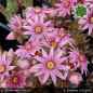 Preview: Sempervivum 'Eisblume'
