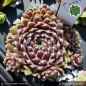Preview: Sempervivum 'Eisblume'