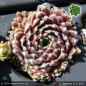 Preview: Sempervivum 'Eisblume'
