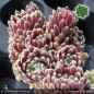 Preview: Sempervivum 'Eisblume'