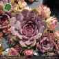 Preview: Sempervivum 'Emma'