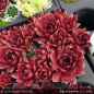 Preview: Sempervivum 'End of Summer'