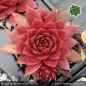 Preview: Sempervivum 'End of Summer'