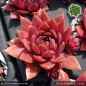 Preview: Sempervivum 'End of Summer'