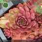 Preview: Sempervivum 'End of Summer'