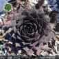 Preview: Sempervivum 'Etude in Black'