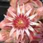 Preview: Blüte, aufgenommen am 27.6.2012