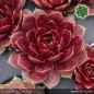 Preview: Sempervivum 'Fëanor'