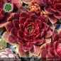 Preview: Sempervivum 'Fëanor'