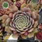 Preview: Sempervivum 'Feldmeier' ('Robustum')