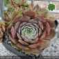 Preview: Sempervivum 'Feldmeier' ('Robustum')