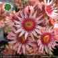 Preview: Sempervivum 'Feldmeier' ('Robustum')