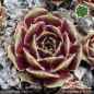 Preview: Sempervivum 'Festive Fayre'