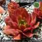 Preview: Sempervivum 'Feueropal'